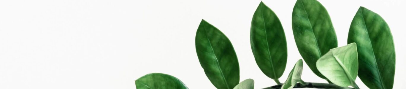 pawel-czerwinski-lWBZ01XRRoI-unsplash (1)